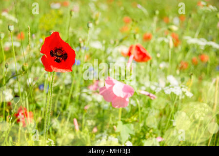 Nahaufnahme von Mohnblumen und wilde Blumen in einem Feld Stockfoto