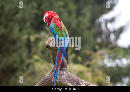 Crimson Ara (Ara chloroptera) Stockfoto