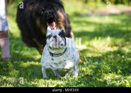 Weiß Schwarz piebald Französische Bulldogge Hündin an einem sonnigen Tag im Schatten der Garten Stockfoto