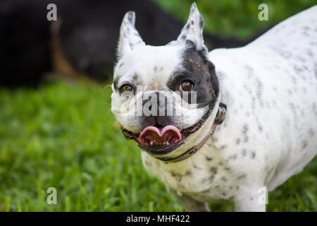 Weiß Schwarz piebald Französische Bulldogge Hündin an einem sonnigen Tag im Schatten der Garten Stockfoto