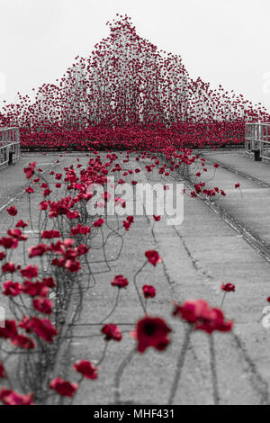 Eramic Poppy tour. Shoeburyness Welle der Mohnblumen heraus zum Meer gehen. Welle nach oben und aus dem Pier. In Schwarzweiß mit Mohn rot Stockfoto