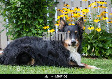 Tricolor Australian Shepherd Rüde im Garten liegen vor der wunderschönen gelben Blumen Stockfoto