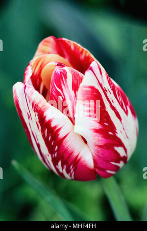 Rote und weiße Tulpe. Foto Stockfoto