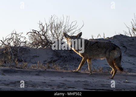 Kalifornische coyote auf dem Sand Stockfoto