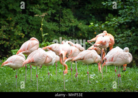 Rosa Flamingos (Phoenicopterus Roseus) in Gefangenschaft Stockfoto