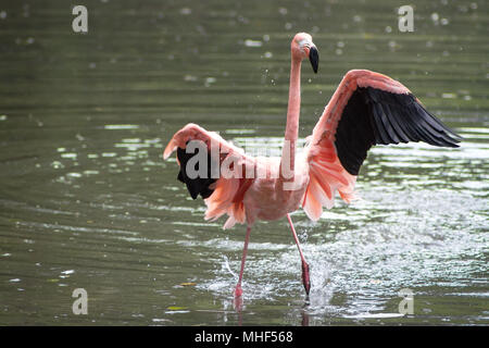 Flamingos (Phoenicopterus Roseus) in Gefangenschaft Stockfoto