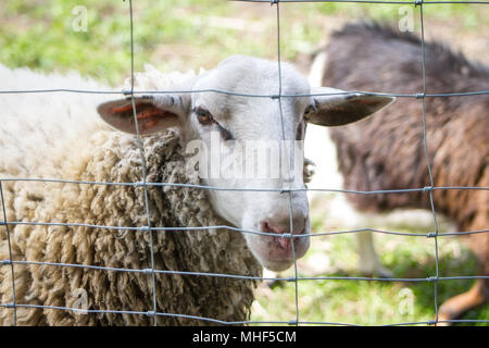 Weiß freie Strecke Schafe auf einer eingezäunten Wiese (Ovis gmelini aries) Stockfoto