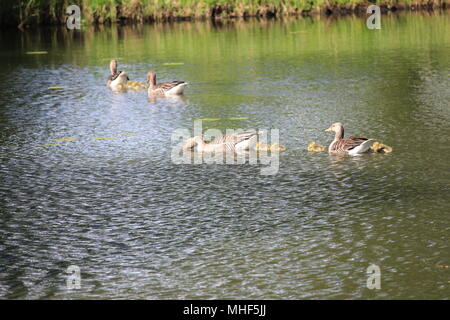 Gänse Familie in Nijmegen. Stockfoto