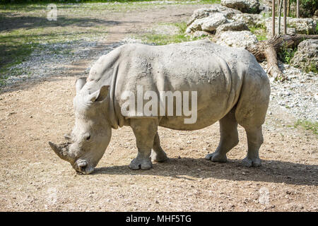 Breitmaulnashorn (Ceratotherium Simum) Stockfoto