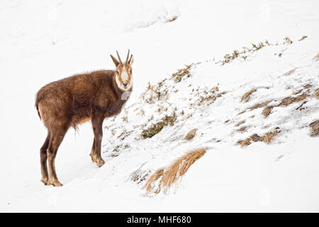 Gemsen portrait Rehe im Schnee Hintergrund Stockfoto