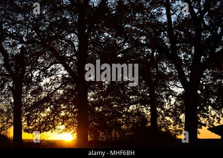 Sunrise durch eine Reihe von Eichen in den Cotswolds, im Herbst. Stockfoto