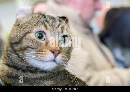 Scottish Fold Katze Nahaufnahme Portrait zu Ihnen schauen Stockfoto