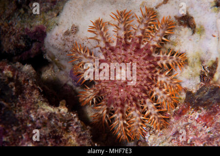 Sea Star Dornenkrone in Baja California Stockfoto