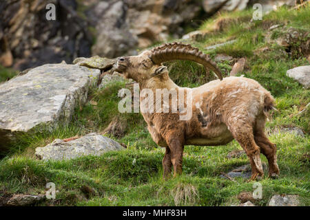 Steinbock Steinbock lange Horn Schafe auf den Felsen in den italienischen Dolomiten Stockfoto