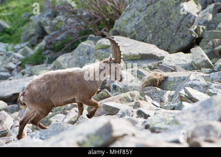 Steinbock Steinbock lange Horn Schafe auf den Felsen in den italienischen Dolomiten Stockfoto