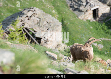 Steinbock Steinbock lange Horn Schafe auf den Felsen in den italienischen Dolomiten Stockfoto