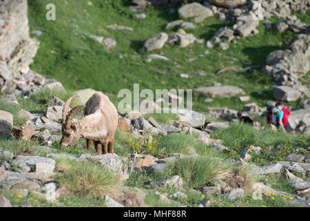 Steinbock Steinbock lange Horn Schafe auf den Felsen in den italienischen Dolomiten Stockfoto