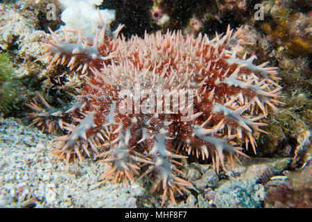 Sea Star Dornenkrone in Baja California Stockfoto