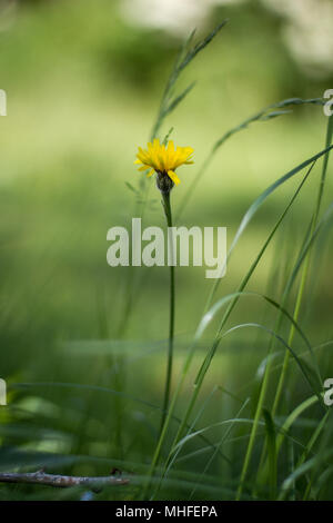 Gelbe Blume wächst wild im Garten Stockfoto