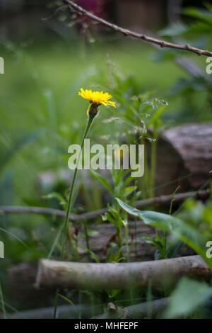 Gelbe Blume wächst wild im Garten Stockfoto