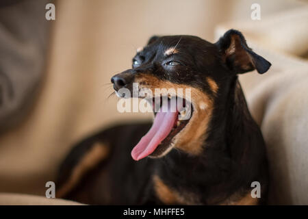 Blinden alten Zwergpinscher auf der Couch liegen Stockfoto