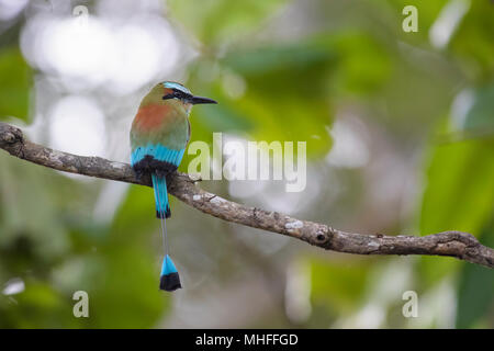 Türkis der tiefsten Motmot - Eumomota superciliosa, schöne bunte motmot aus Mittelamerika, Wälder, Costa Rica. Stockfoto