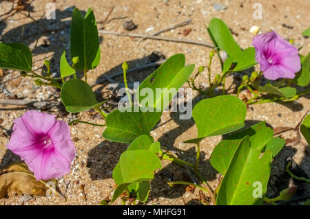 Ipomoea pes-caprae, auch als bayhops, Beach morning glory oder der Ziege Fuß auf dem Sand von East Point Beach in Darwin, Northern Territory, Australien bekannt Stockfoto