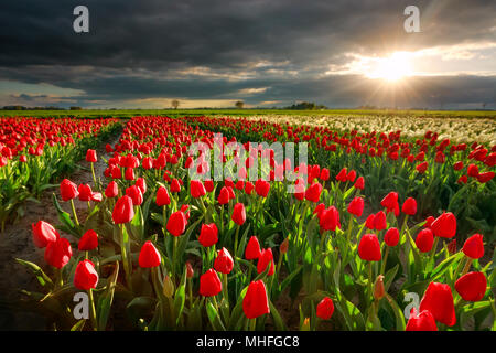 Die Sonne über rote Tulpe Feld im Frühling, Holland Stockfoto