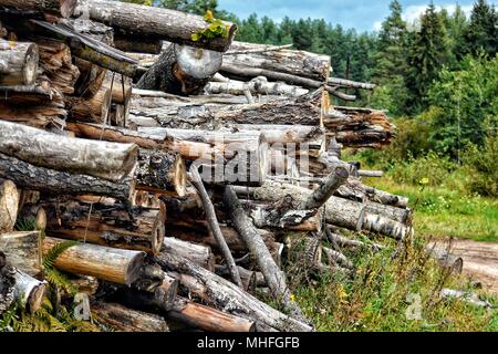 Die gefällten Bäume liegen in einem Stapel auf ein Sägewerk auf dem Hintergrund der Wald Stockfoto