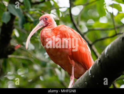 Scarlet Ibis Vogel Eudocimus ruber auf Ast Stockfoto