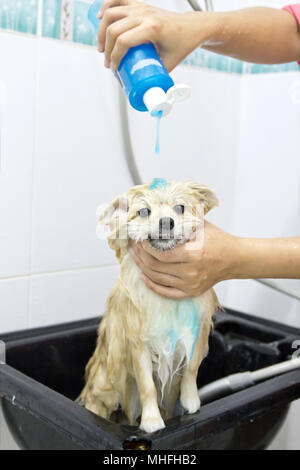 Pomeranian Welpen Dusche im Bad Stockfoto