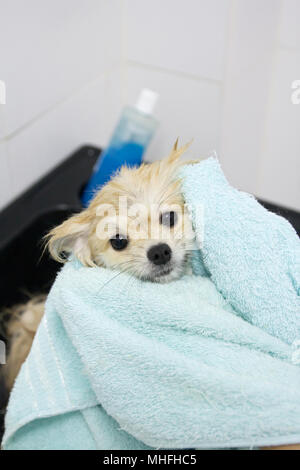 Pomeranian Welpen Dusche im Bad Stockfoto