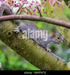 Eine Europäische graue Eichhörnchen in einem blühenden Kirschbaum Pink Perfektion in einem Garten in Alsager Cheshire England Vereinigtes Königreich Großbritannien Stockfoto