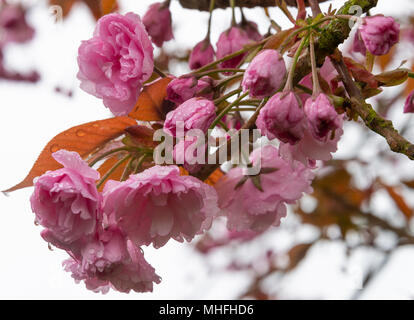 Schöne rosa Blüte Kirschblüte mit gefüllten Blüten rosa Perfektion mit Wassertropfen in einem Cheshire Garten Alsager England United Kingdom Stockfoto