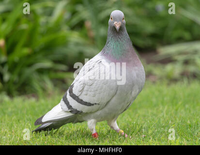 Ein Homing Pigeon Fütterung in einem Garten auf einem Rasen in Alsager Cheshire England Vereinigtes Königreich Großbritannien Stockfoto