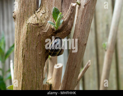 Ein Garten Schnecke klammerte sich an den Stamm eines Sommerflieder Bush in einem Garten in Alsager Cheshire England Vereinigtes Königreich Großbritannien Stockfoto