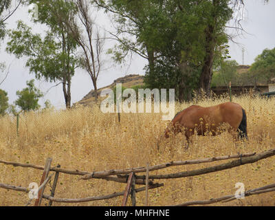 Trockene Pflanzen in Feld im Andalusischen sommer sonne Stockfoto