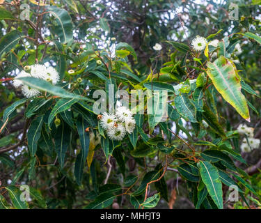 Yellagonga gemeinsamen Spaziergang um den Lake Joondalup Wanneroo W. Australien Stockfoto