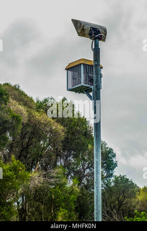 Yellagonga gemeinsamen Spaziergang um den Lake Joondalup Wanneroo W. Australien Stockfoto