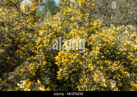 Gorse Blumen knallen öffnen, da es wärmer wird Stockfoto