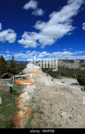 White Elephant zurück auf Mammoth Hot Springs obere Terrasse im Yellowstone National Park in Wyoming United States Stockfoto