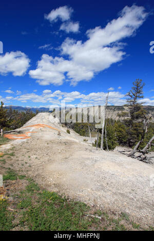 White Elephant zurück auf Mammoth Hot Springs obere Terrasse im Yellowstone National Park in Wyoming United States Stockfoto