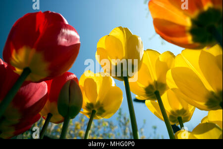 Tulpen, bis zu der Sky View Stockfoto