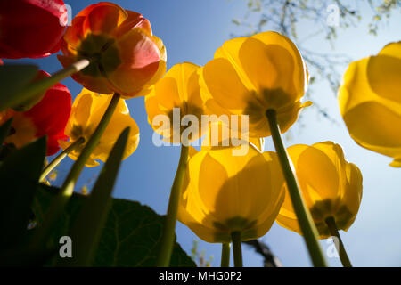 Tulpen, bis zu der Sky View Stockfoto