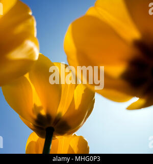 Gelbe Tulpen, bis zu der Sky View Stockfoto