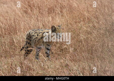 Serval stalking durch den trockenen Gräsern Stockfoto