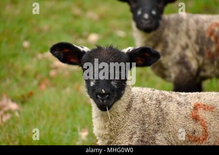 Kleines Lamm, in den Cotswolds im Frühling genommen. Stockfoto