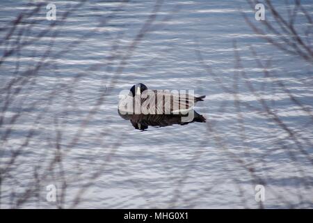 Kanadische Gans schlafen auf den See in einem Naturschutzgebiet in den Cotswolds. Stockfoto