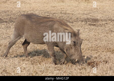 Beweidung Warzenschwein in die trockene Gräser Stockfoto
