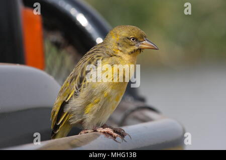 Die speke Weaver Vogel, weiblich, auf ein Auto Stoßstange gehockt Stockfoto